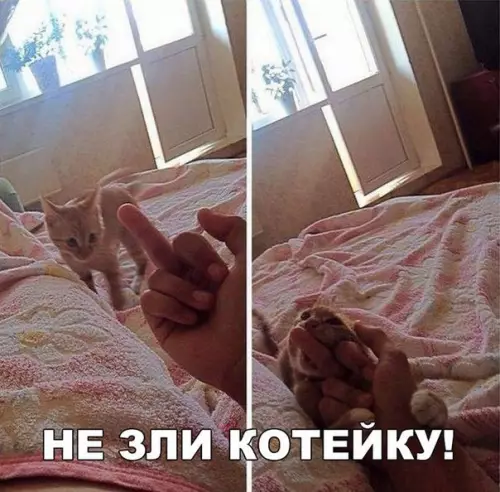 Смешная картинка №253786 коты