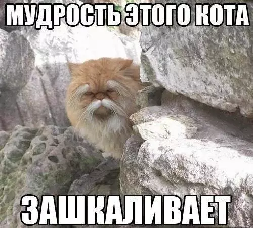 Смешная картинка №197369 коты