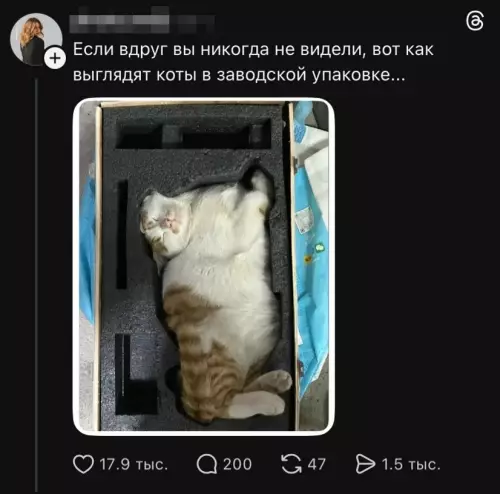 Кот в упаковке - Если вдруг вы никогда не видели, вот как выглядят коты