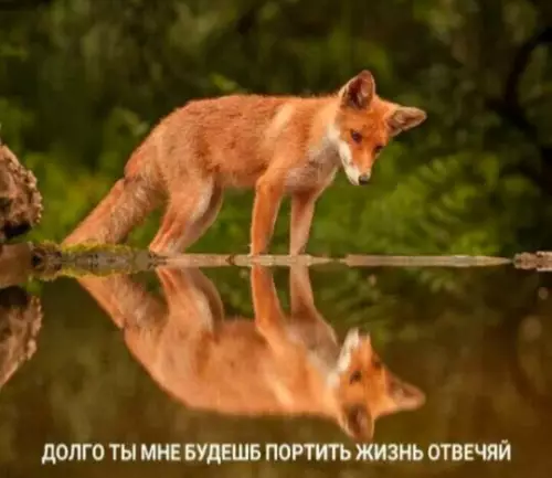 Смешная картинка №735941