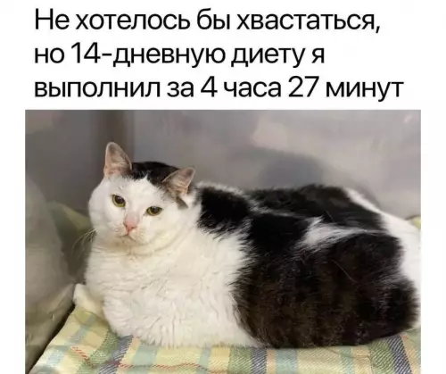 Комичная диета кота