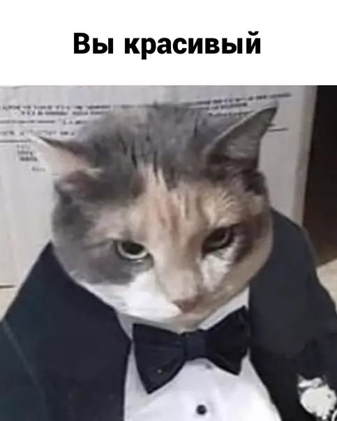 продолжение Смешная картинка №599069 Cпacибo коты