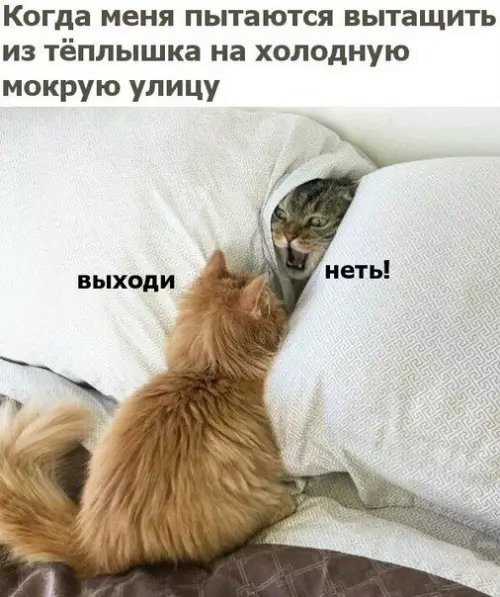 Смешная картинка №214230