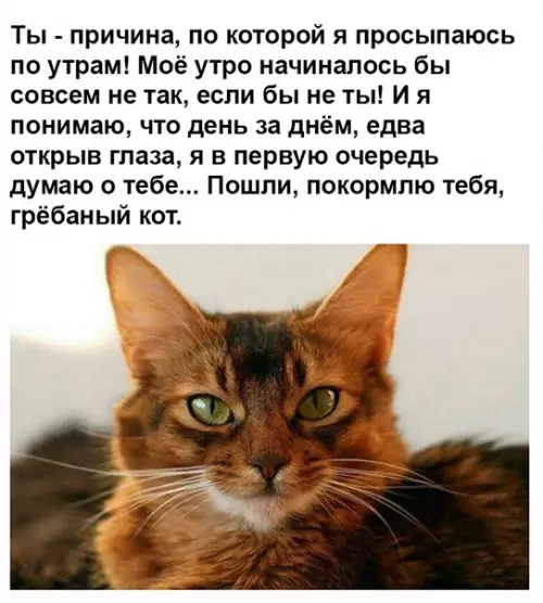 Смешная картинка №373926