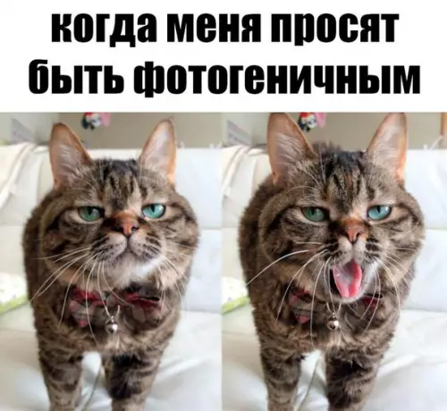 Смешная картинка №207775