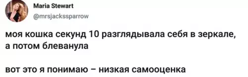 Смешная картинка №347275 кошки
