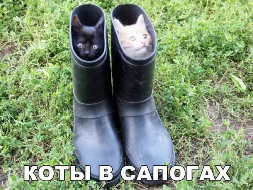 Смешная картинка №183654 котята, кошки