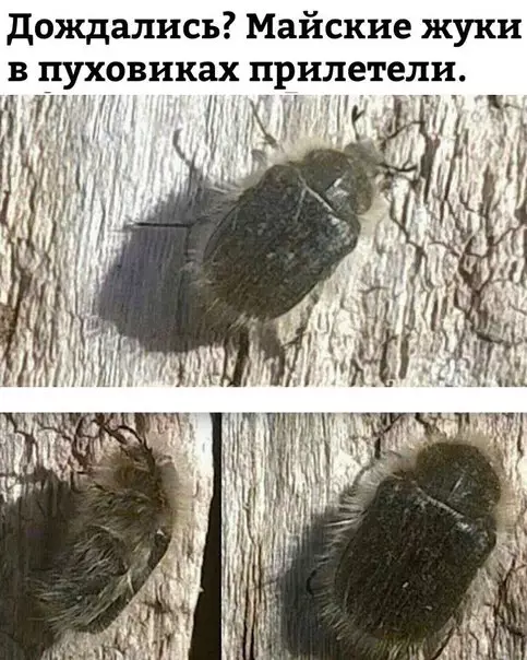 Смешная картинка №270789