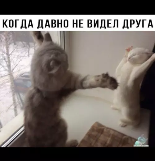 Смешная картинка №385998