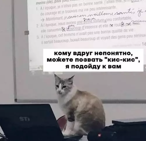 Смешная картинка №675250 Коты