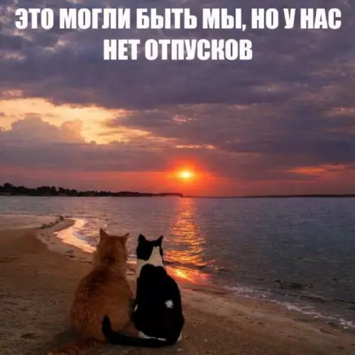 Коты на пляже