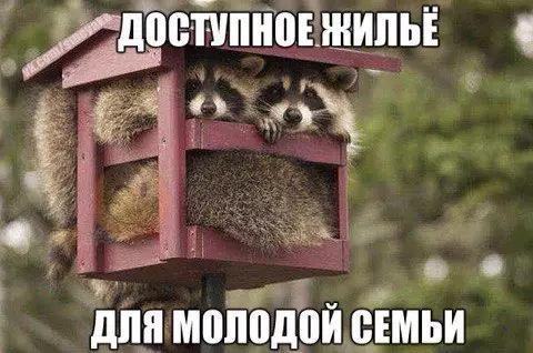Смешная картинка №183460 енот