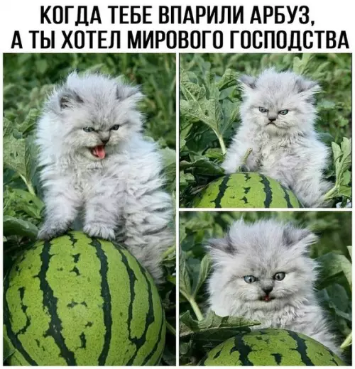 Смешная картинка №188726 коты