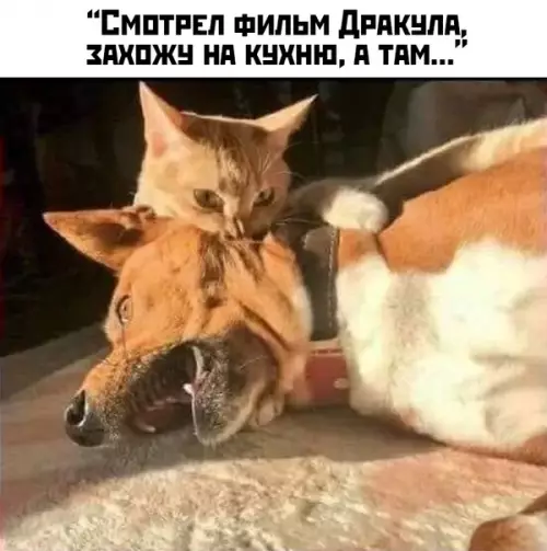 Смешная картинка №450897