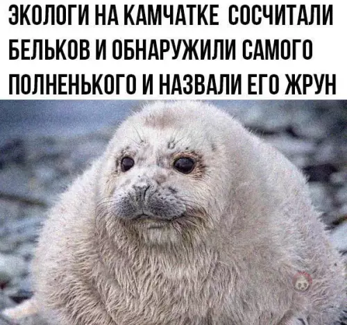 Смешная картинка №516196 Он не толстый, у него шерсть широкая!