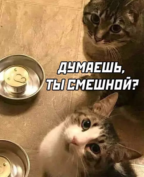 продолжение Смешная картинка №574513