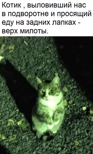 Смешная картинка №237173 коты