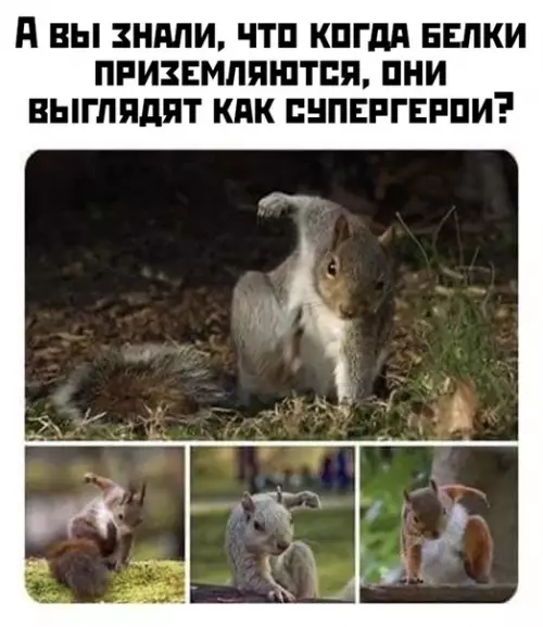 Смешная картинка №448197 животные