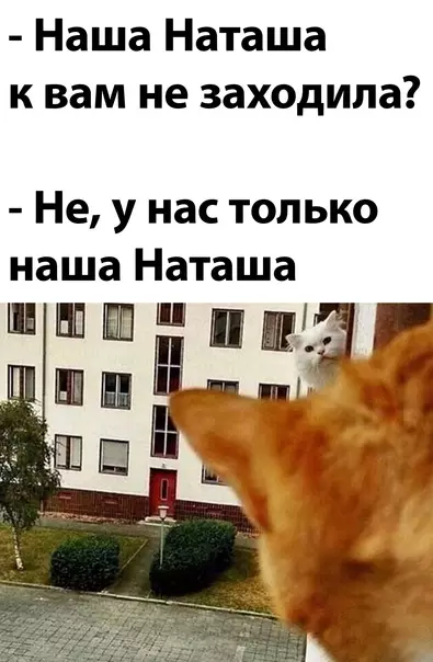 Смешная картинка №603570 коты