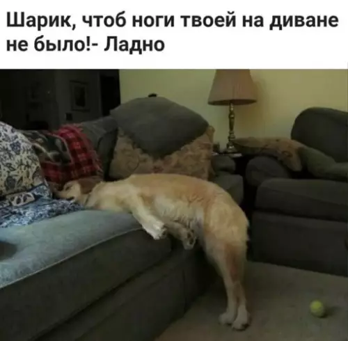 Смешная картинка №650993 Все приказы исполнены))) собаки