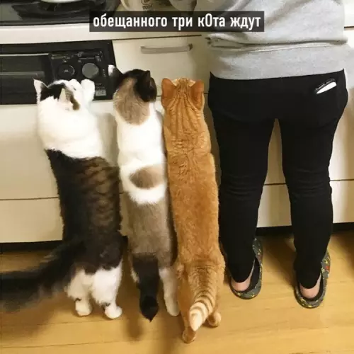 продолжение Смешная картинка №569992 Котовьи поговорки