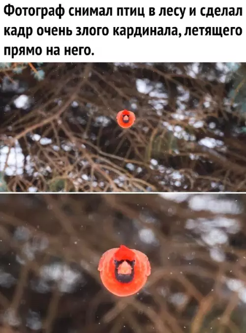 Смешная картинка №687386