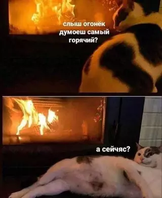 Смешная картинка №718734 коты