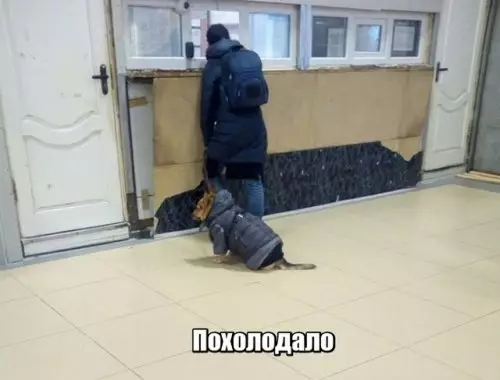 Смешная картинка №311406 У этого пса курта лучше, чем у меня! ?