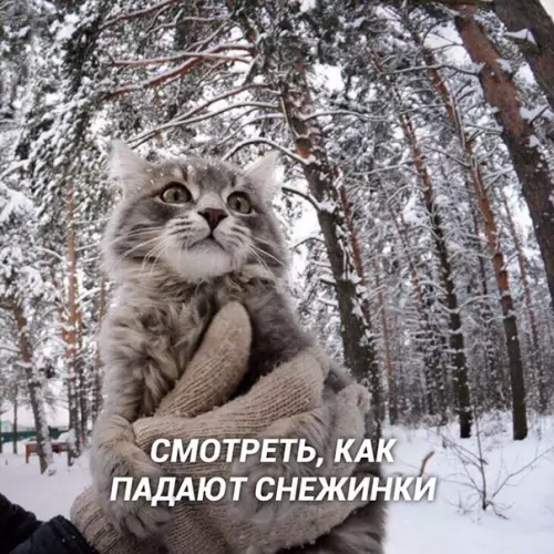 Смешная картинка №411963 Обязательный список неотложных дел на эту зиму: