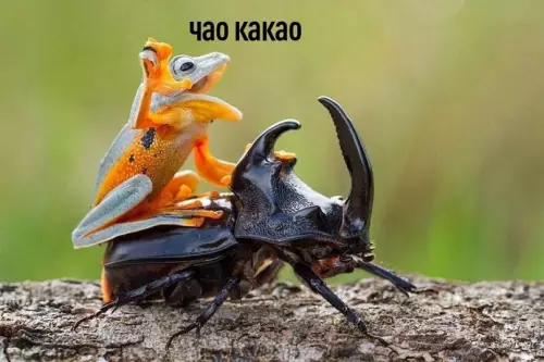продолжение Смешная картинка №612701 Инoгдa xoчeтcя пpocтo...
