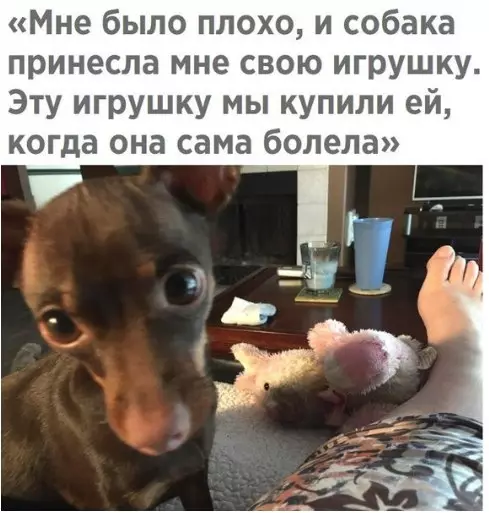 Смешная картинка №368843 собаки
