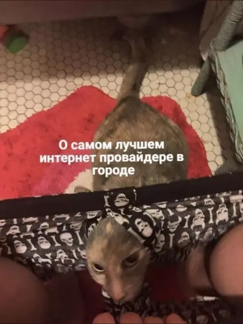 продолжение Смешная картинка №610064 Идеальная иллюстрация