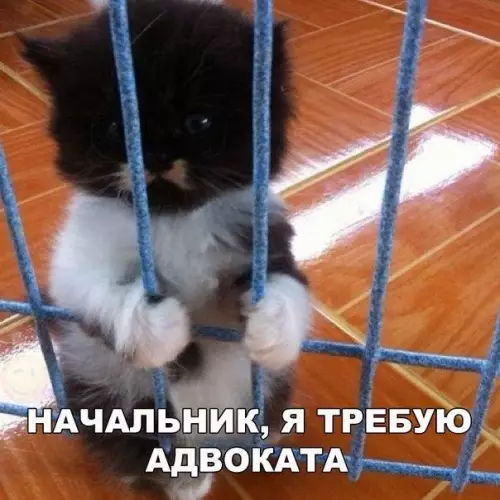 Смешная картинка №177540 котики, котята, кот