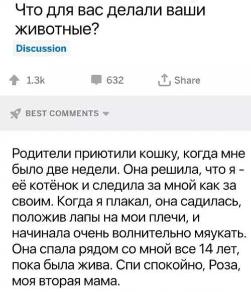 Смешная картинка №534947 Этo cлишкoм милo кошки, животные