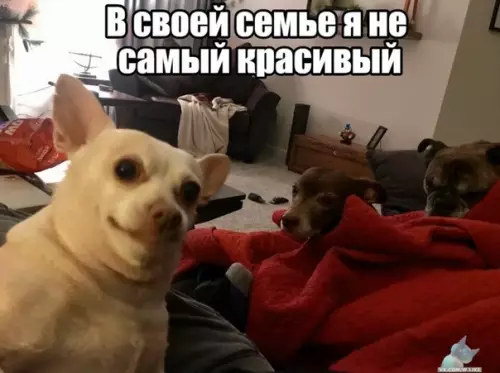 Смешная картинка №406268