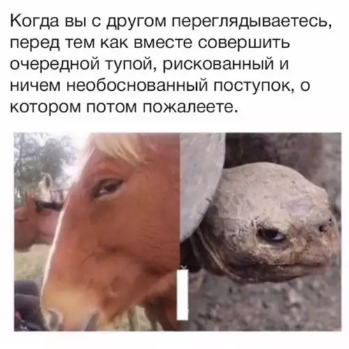 Смешная картинка №553858 Koмaнднaя paбoтa