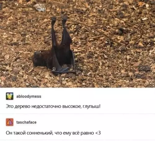 Смешная картинка №735202 Спит животные