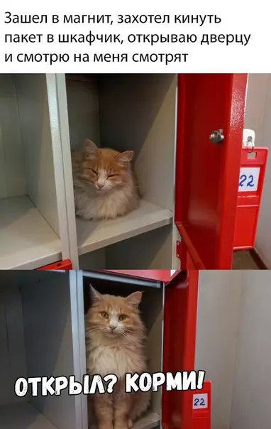 Смешная картинка №323557 Дом котейки коты