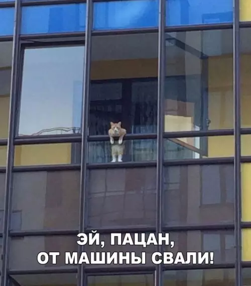 Смешная картинка №218504