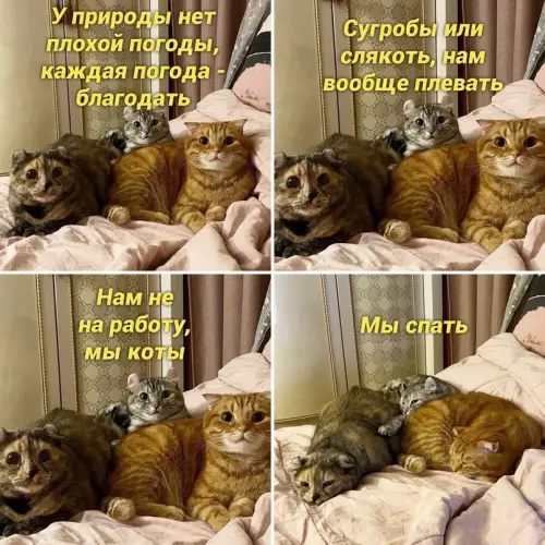 Смешная картинка №658565 коты
