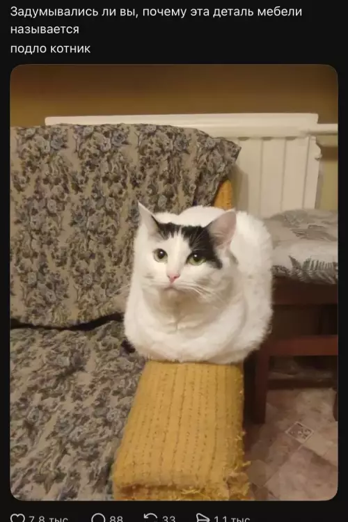 Почему коты такие наглые? 🐈‍⬛😂 - Задумывались ли вы, почему эта деталь мебели называется подло котник