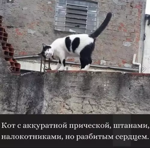 Смешная картинка №662284 коты
