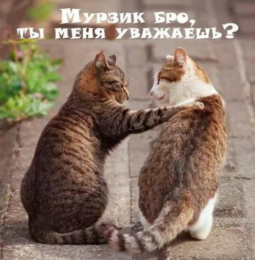 Смешная картинка №188429