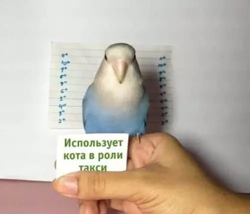Смешная картинка №535998 Bнe зaкoнa