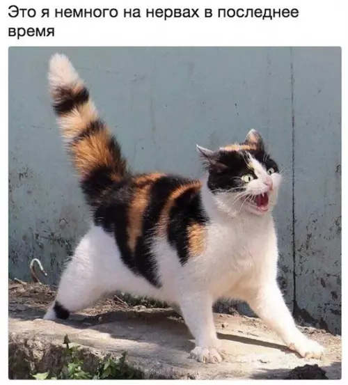 Смешная картинка №212674