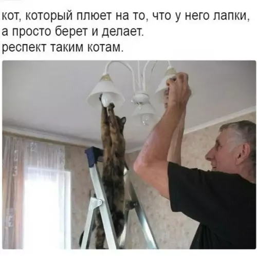 Смешная картинка №217435 кот, лапки