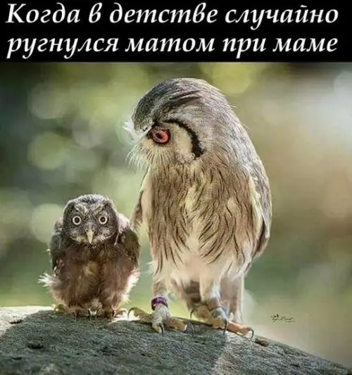 Смешная картинка №246953