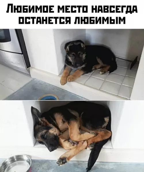 Смешная картинка №420904
