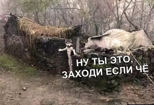 Смешная картинка №330872 собаки