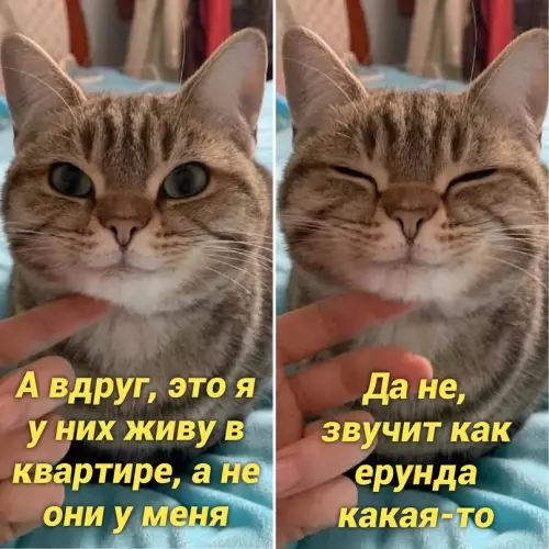 Смешная картинка №666157 Коты
